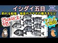 《アニメで解説：【イシダイ釣り】の釣果UPのコツ》【船釣り】での【石鯛】の【釣り方】を詳しく解説しています。船宿ごとの【仕掛け】【しゃくり方】【コマセ】の撒き方を解説しています。