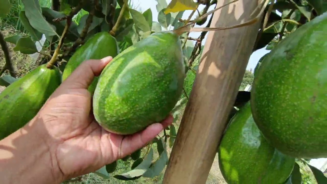 Ciri-ciri buah  Alpukat sudah siap PETIk atau TUA