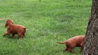 Irish Setter Puppies For Sale