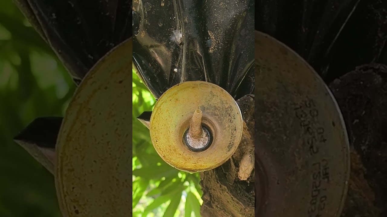 #jatai #bora #asf #abelhasemferrao #bee #abelha revisão das iscas conferindo as captura 