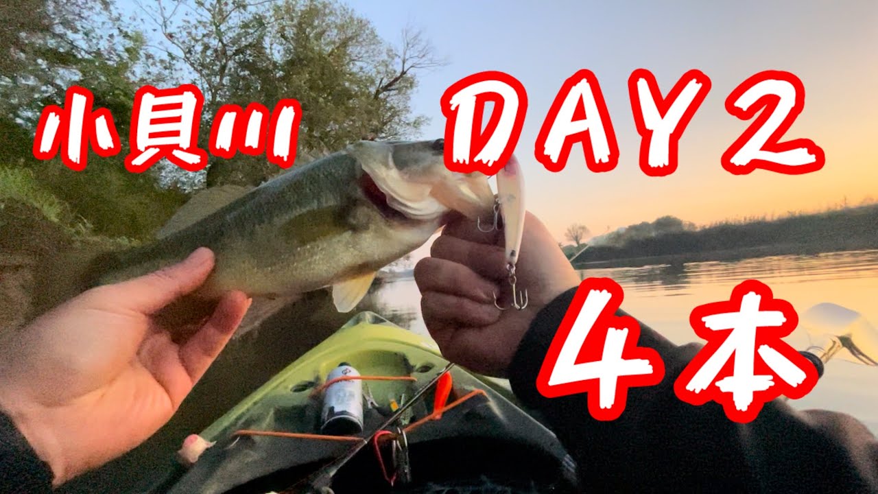 #トップウォーター #カヤックフィッシング#bassfishing #小貝川バス釣り#fishing #ボーマー#ロングa#バグリー