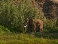 view How the Rare Desert Elephant Survives Extreme Temperatures digital asset number 1