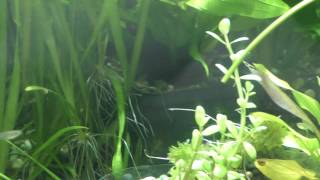 видео Валлиснерия Натанс (Vallisneria sp. 