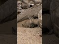 Bat-eared Fox Kits Playtime