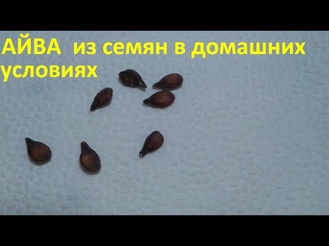 Айва из семечка в домашних условиях