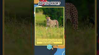 Cheetah Accelerates From 0 To 100 Km/H In 3 Seconds Amazing Facts Kz Learning