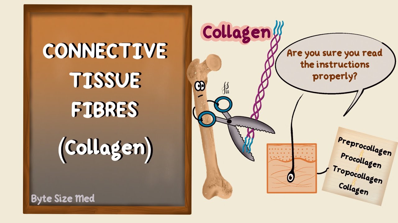 ⁣Connective Tissue Fibres | Collagen | Elastin | Human Histology | Collagen Biochemistry