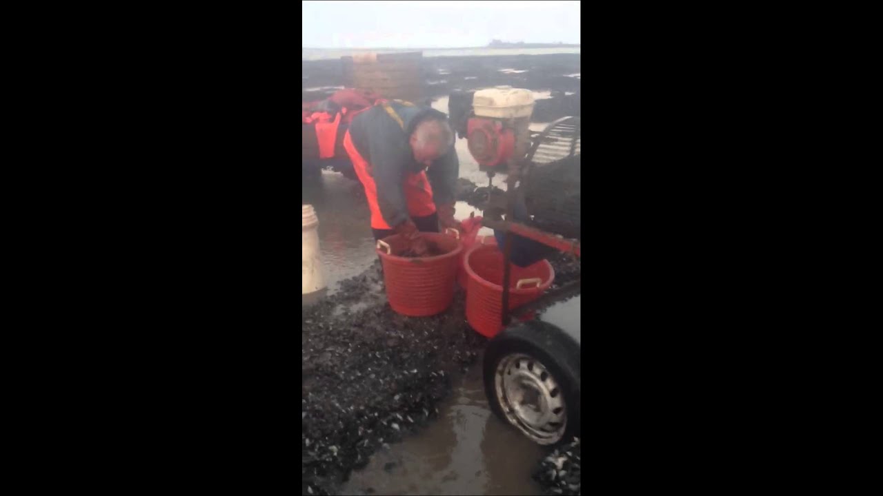 Fishing for mussels, flookburgh