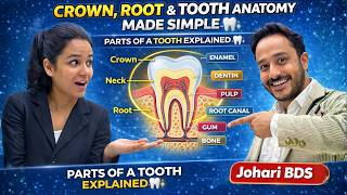 Crown, Root & Tooth Anatomy Made Simple | Parts of a Tooth Explained 🦷 | Johari BDS