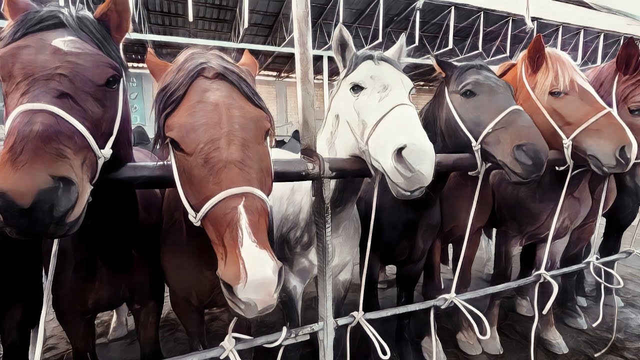 Тошкент от бозор 2022! Конный рынок Узбекистана! Жылкы базар