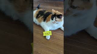 the rapper not the wrapper