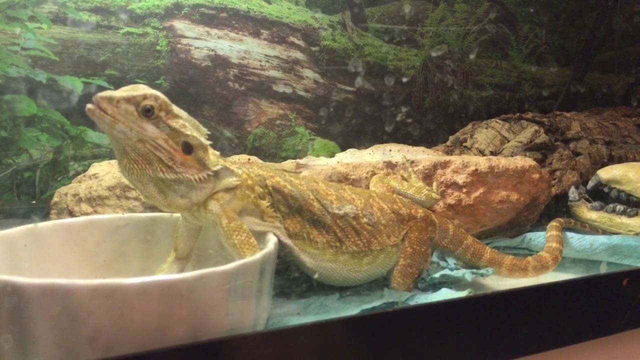 petco hours Blaze my Italian Red Leatherback Bearded Dragon