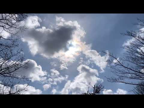 おつかいありさん