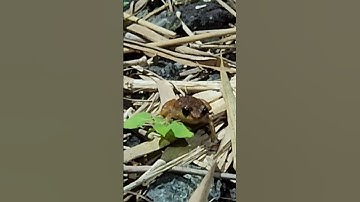 Thumbnail of Red-Eyed Coqui Frog, El Yunque National Forest,  Puerto Rico