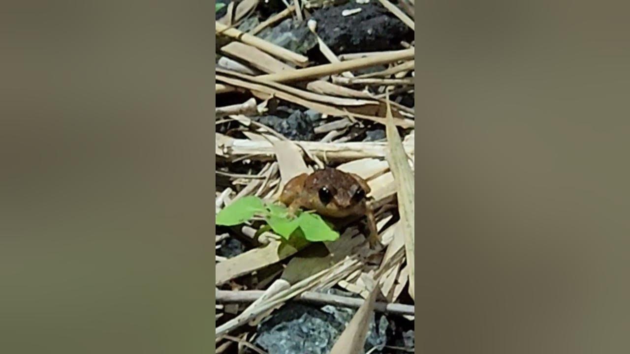 Red-Eyed Coqui Frog, El Yunque National Forest, Puerto Rico Red-Eyed Coqui Frog, El Yunque National Forest, Puerto Rico