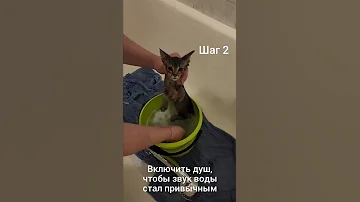 Как научить кошку не бояться воды? Всего 3 простых шага, которые помогут Вам искупать кота! #shorts