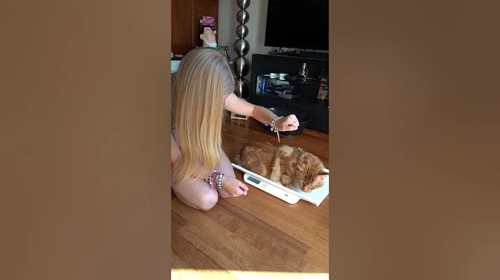 Watch the video about How HEAVY is our YOUNG MAINECOON male cat? He's now 14 months old. #mainecoon #cat #shorts