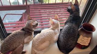 Cats window TV time! by ReikiRex Cornish Rex Cats 38 views 3 years ago 25 seconds