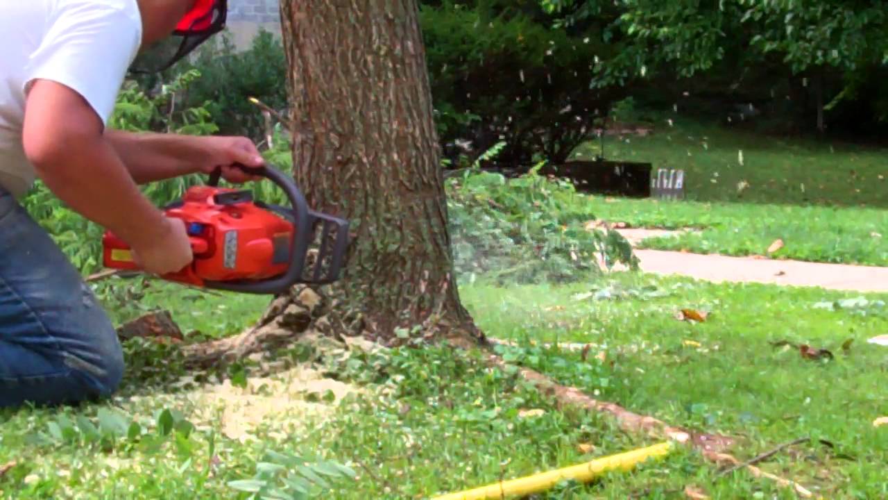 cutting down a small tree with the husky 235 - YouTube