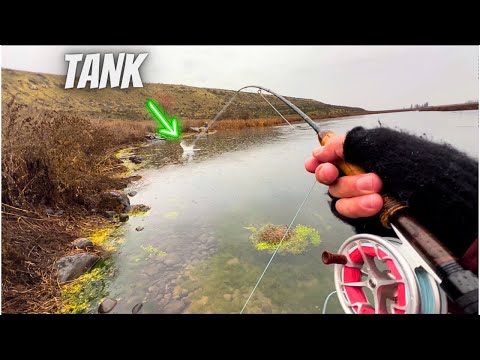 I Caught a 10LB Trout on a 3wt (Fly Fishing Trout) - YouTube