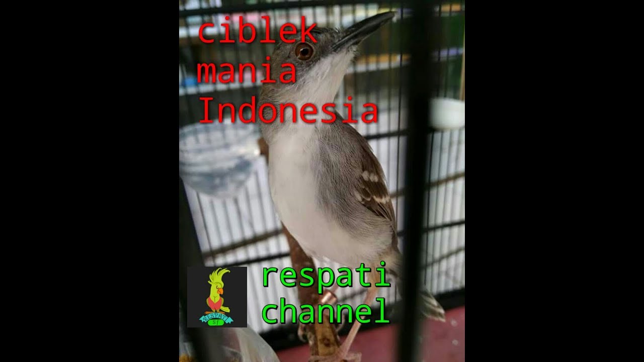 Masteran Burung Ciblek Kristal Gacor nembak panjang - YouTube