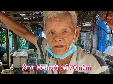Video Ông Chín 84 tuổi gắn bó với nghề nuôi cá 70 năm | Nơi... - youtube