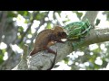 Chameleon Fight, Cocoa Farm in Ambanja, Madagascar