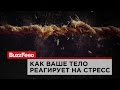 Как ваше тело реагирует на стресс