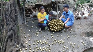 Family Farm || Harvest Golden Eggs Go To Countryside Market Sell, Buy Vegetable Seedlings To Plant