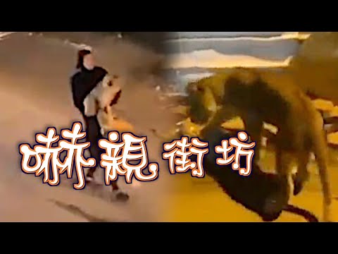 【on.cc東網】兇猛獅子似大貓　霸氣主人捉寵物