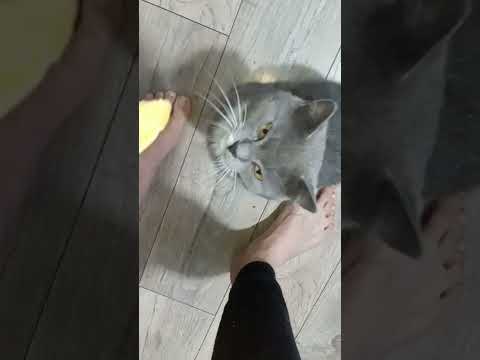 ВЛАДИМИР ПЕСНЯ - ЛЮБИМЫЕ ГЛАЗА😺😺