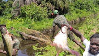 Catching Big Coffum Fish In Black Water (Beze Hunting)