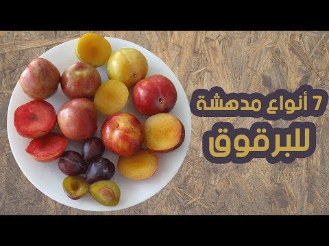 فيديو: البرقوق الأحمر: وصف الأصناف والطعم والقيمة الغذائية