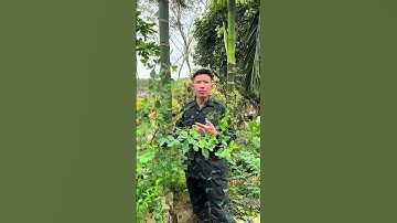 Sạch chấy rận bằng cây Lục Lạc Hoa Vàng, các mẹ áp dụng ngay cho các bé nhé. #luclachoavang #chay