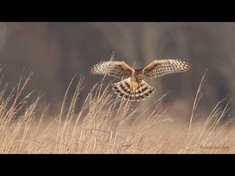 Northern harrier hunting over the grasslands