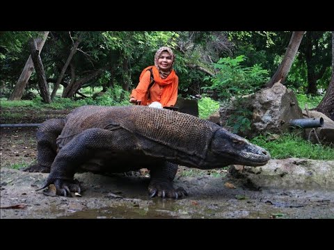 Video: Di Mana Melihat Naga Komodo Di Taman Negara Komodo, Indonesia