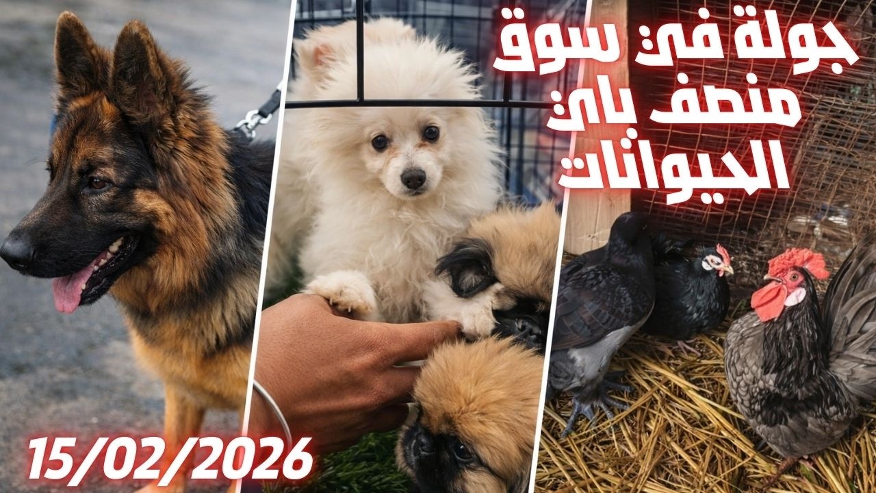 🔥 أرخص أسعار في رمضان؟ جولة داخل سوق منصف باي للحيوانات 🐶🐔🐦  15/02/2026 (  Moncef Bay animal )