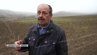 В южном Дагестане идет посадка виноградников