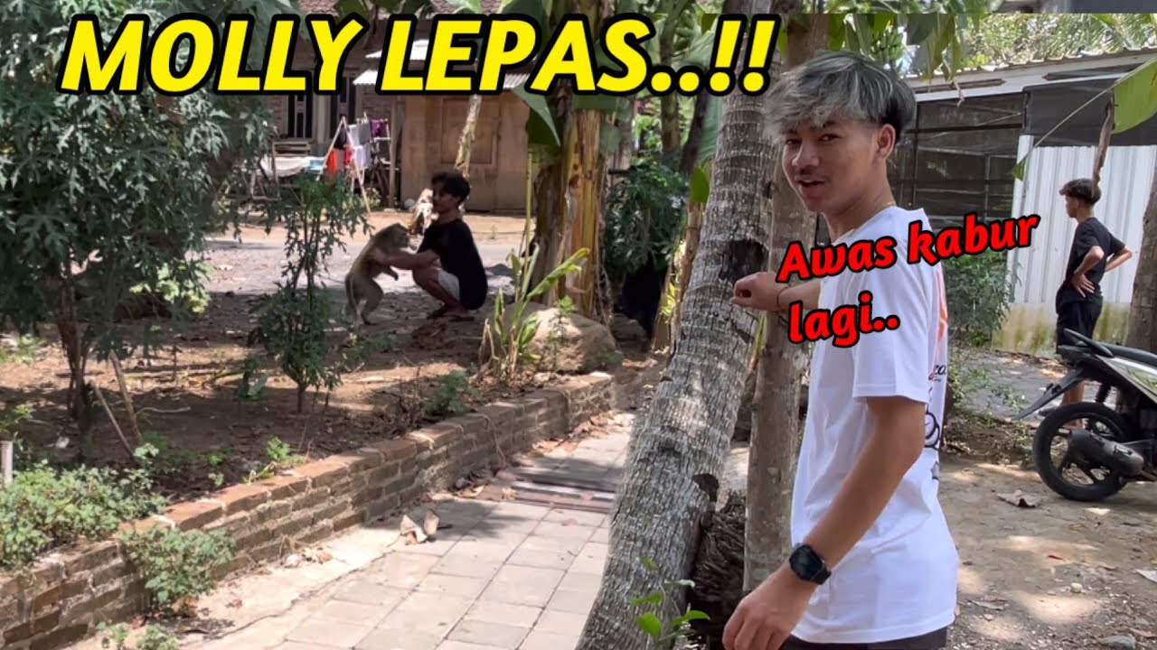 PENYELAMATAN MOLLY YANG LEPAS