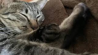 cat jam original (sleeping ver)