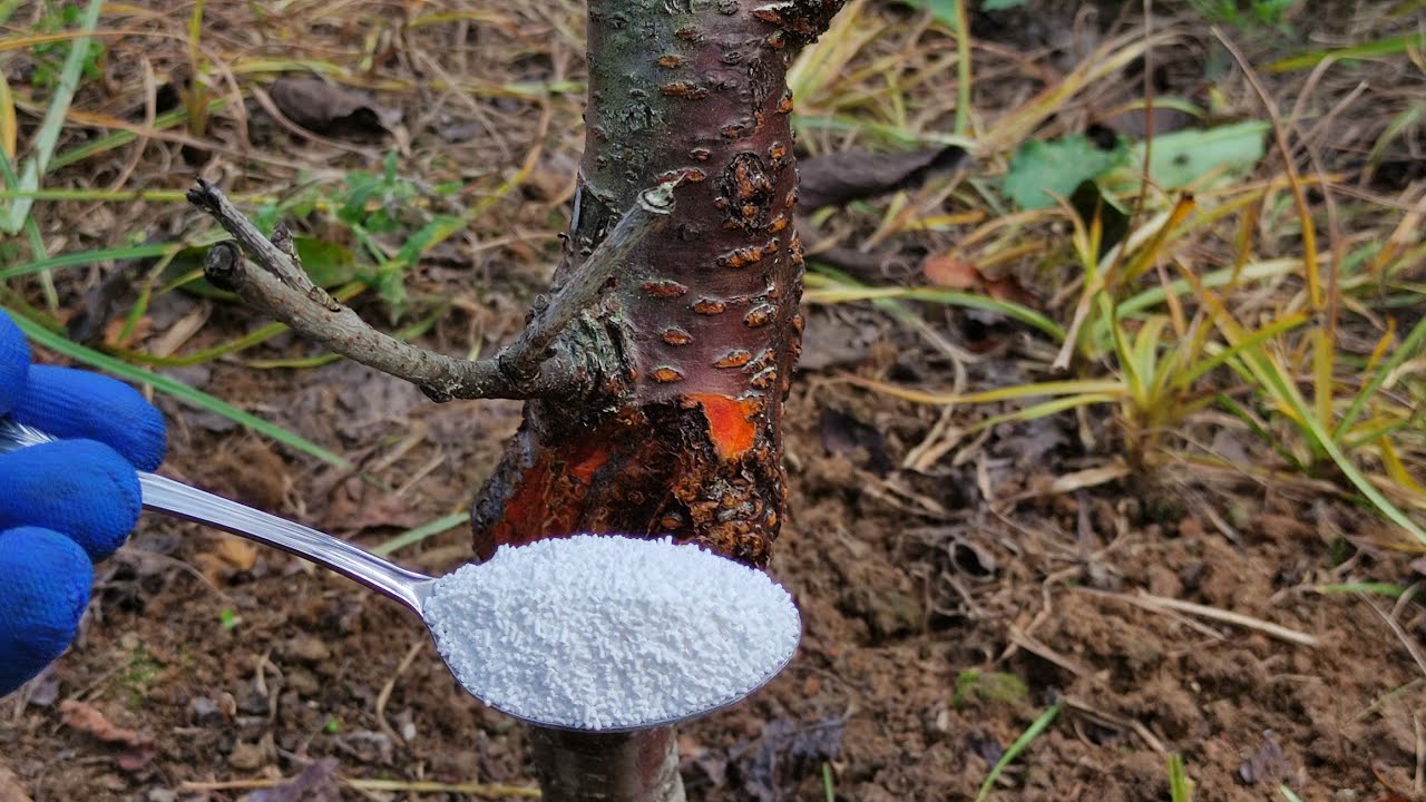 درمان پوسیدگی تنه و شانکر باکتریایی/ علت پژمرده شدن و ریختن برگ درخت و خشکیدگی سرشاخه