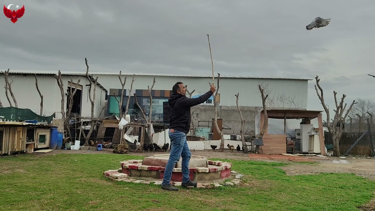 TEKDEKİ GÜVERCİNLERİ SIRA İLE KALDIRDIK PERFORMANSLARINI ÇEKTİK SONUÇ BEKLEDİĞİMİZ GİBİ OLDU