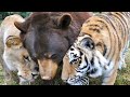 After 15 Years Of Friendship, This Tiger And Bear Just Said A Final Farewell To Their Lion Brother