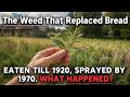 The Weed That Replaced Bread In Every Famine. Eaten Till 1920, Sprayed By 1970. What Happened?