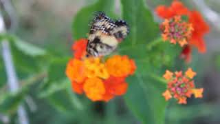 Butterfly's - 6 - 001.06 - MVI 0292