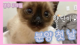 [향단이네] 새로운 가족이 생겼어요!!💕 향단이 분양 첫날 VLOG /초보집사/아기고양이/생후2개월/고양이/샴고양이/고양이분양/분양첫날