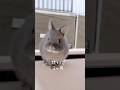 見て!赤ちゃんうさぎの成長が可愛いすぎる 生後1ヶ月〜3ヶ月 #shorts #うさぎ #rabbit