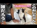 知らないおじちゃんを秒で受け入れる犬みたいにフレンドリーな猫がすごい