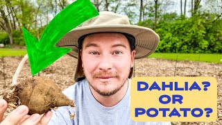 Planting Dahlias in the Cut Flower Garden (Plus Perennials) | The Southerner