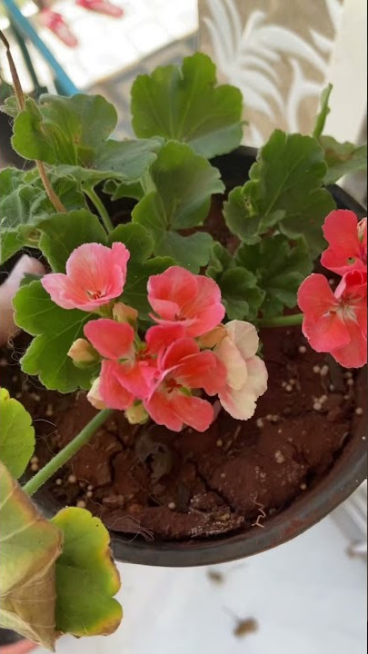 Geranium flowers in bloom 😍